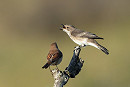 Spotted Flycatcher and Whitethroat - Thomas Willoughby.
