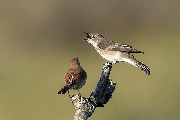 Spotted Flycatcher and Whitethroat - Thomas Willoughby.