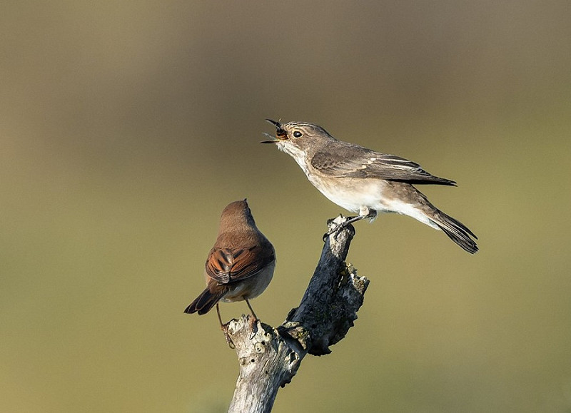 Spotted Flycatcher and Whitethroat - Thomas Willoughby.