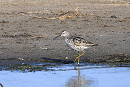 Stilt Sandpiper - Thomas Willoughby.