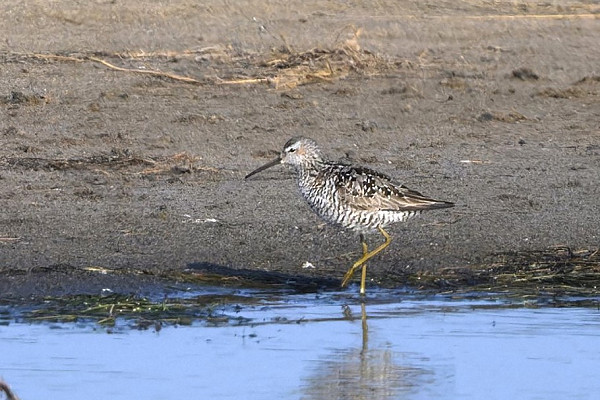 Stilt Sandpiper - Thomas Willoughby.