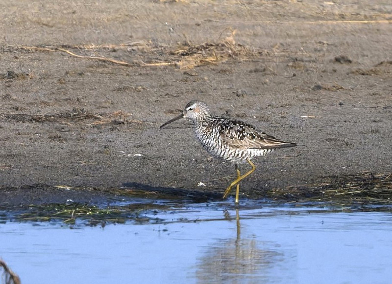 Stilt Sandpiper - Thomas Willoughby.