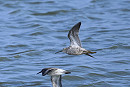 Stilt Sandpiper - Thomas Willoughby.