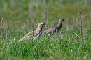 Stone Curlew and Whimbrel - Thomas Willoughby.