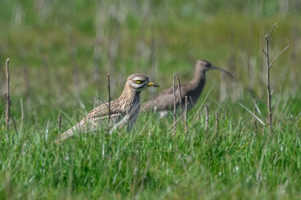 Stone Curlew and Whimbrel - Thomas Willoughby.