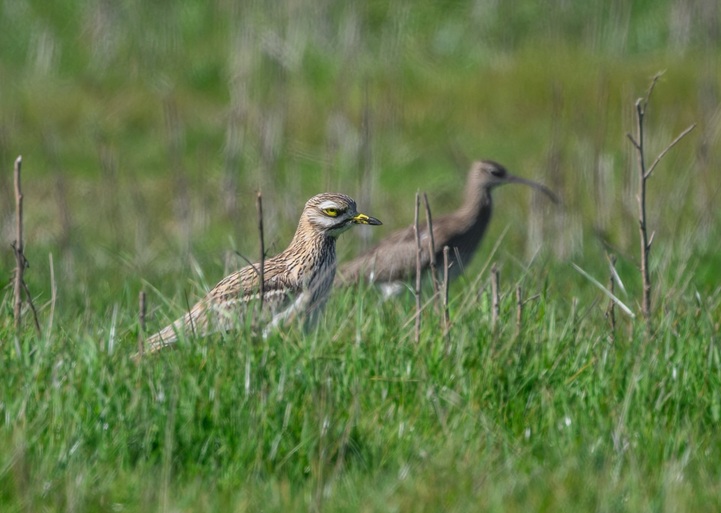 Stone Curlew and Whimbrel - Thomas Willoughby.