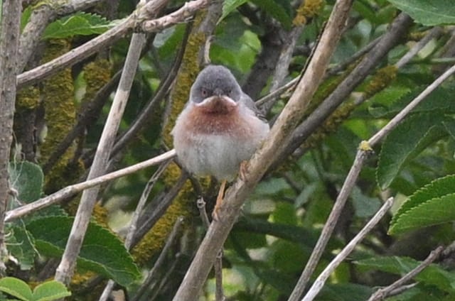 Eastern Subalpine Warbler - Thomas Willoughby.