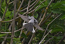 Eastern Subalpine Warbler - Thomas Willoughby.