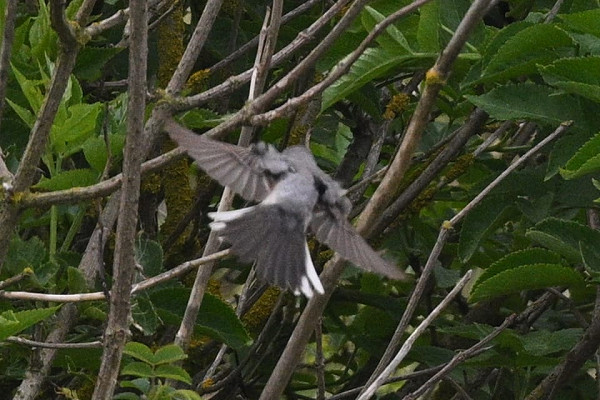 Eastern Subalpine Warbler - Thomas Willoughby.