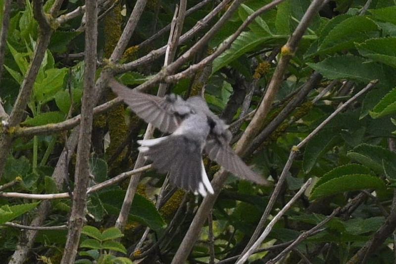 Eastern Subalpine Warbler - Thomas Willoughby.