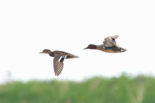 Green-winged Teal - Thomas Willoughby.