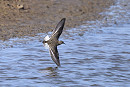 Temminck's Stint - Thomas Willoughby.