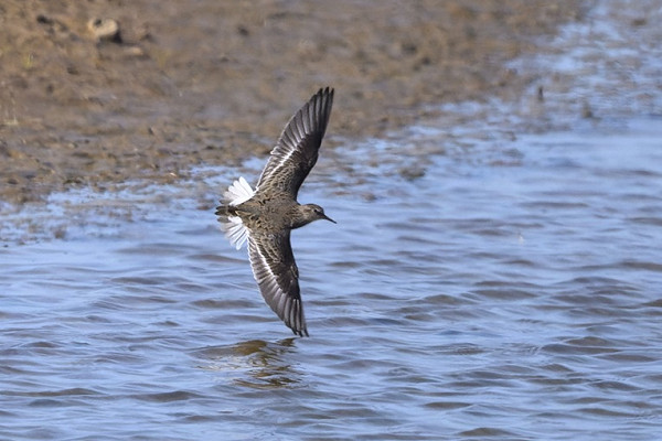 Temminck's Stint - Thomas Willoughby.
