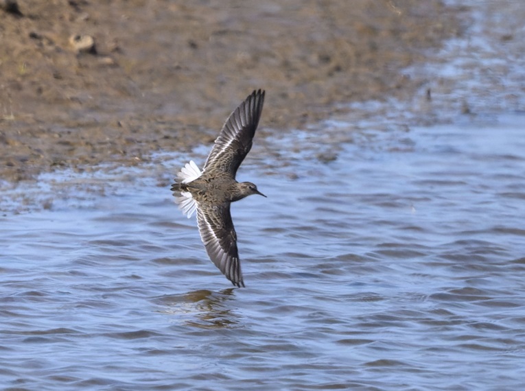 Temminck's Stint - Thomas Willoughby.