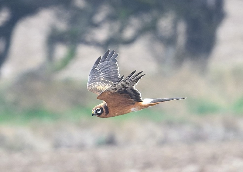 Pallid Harrier - Thomas Willoughby.