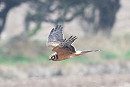 Pallid Harrier - Thomas Willoughby.