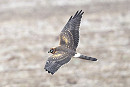 Pallid Harrier - Thomas Willoughby.