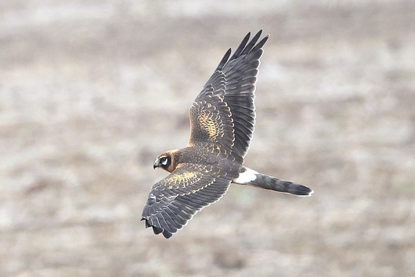 Pallid Harrier - Thomas Willoughby.