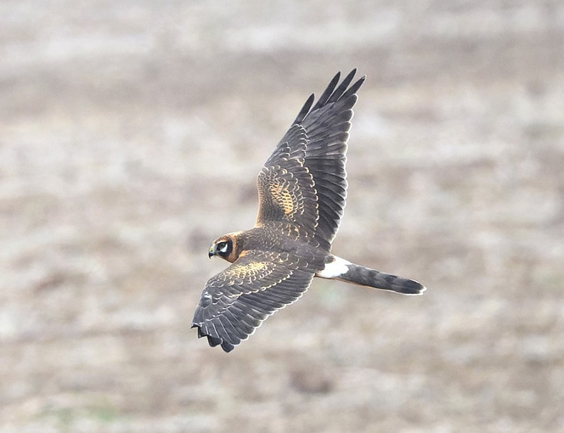 Pallid Harrier - Thomas Willoughby.