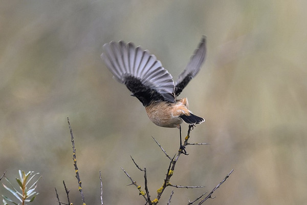 Siberian Stonechat - Thomas Willoughby. Showing the jet black underwing coverts.