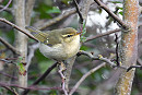 Arctic Warbler - Thomas Willoughby.  The 18th record for Spurn with 10 of those since 2015 .