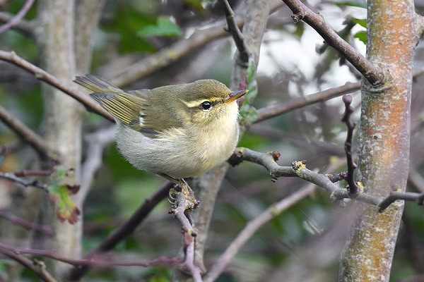 Arctic Warbler - Thomas Willoughby.  The 18th record for Spurn with 10 of those since 2015 .