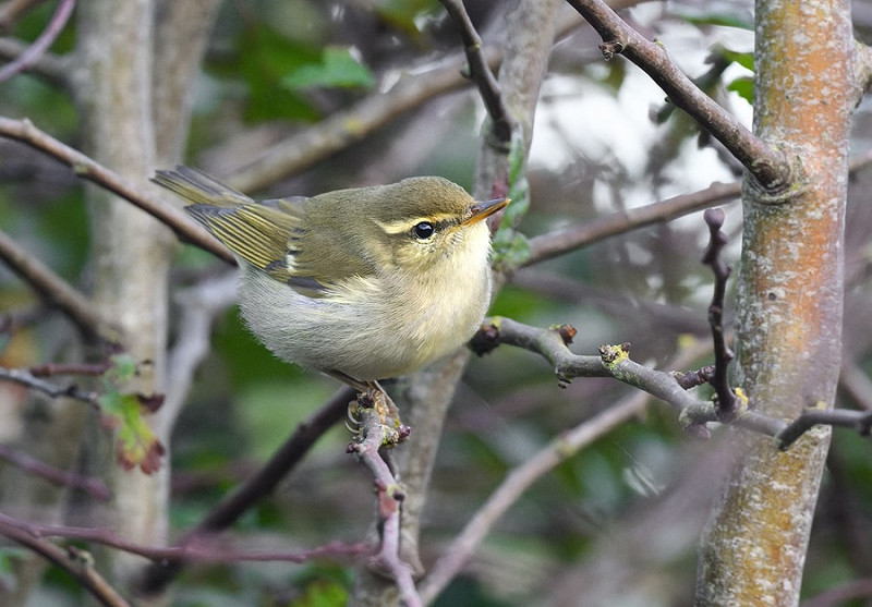 Arctic Warbler - Thomas Willoughby.  The 18th record for Spurn with 10 of those since 2015 .