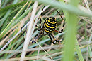 Wasp Spider - Thomas Willoughby.