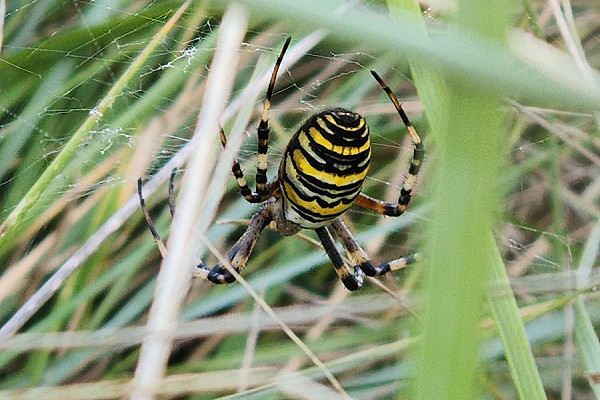 Wasp Spider - Thomas Willoughby.