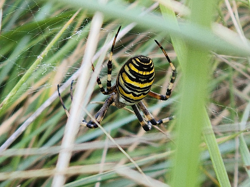 Wasp Spider - Thomas Willoughby.