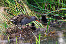 Water Rail with young - Thomas Willoughby.