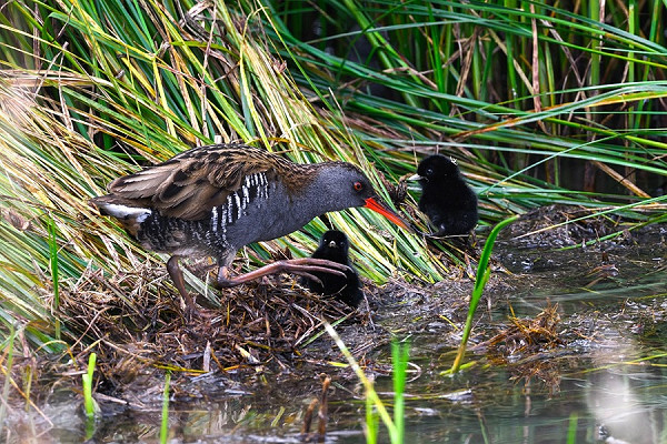 Water Rail with young - Thomas Willoughby.