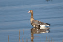 White-fronted Goose - Thomas Willoughby.