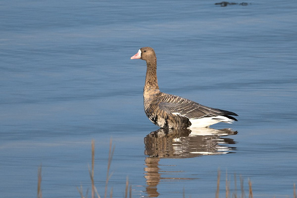 White-fronted Goose - Thomas Willoughby.