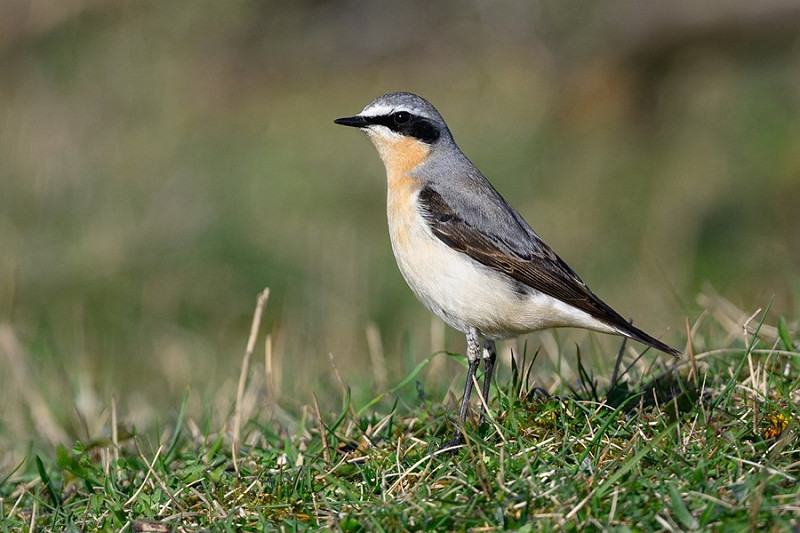 Wheatear - Thomas Willoughby.