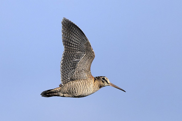 Bird sightings Sunday, 25 October 2026