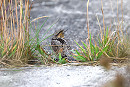 Wryneck - Thomas Willoughby.