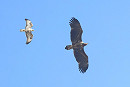 White-tailed Eagle with one of the 10 Common Buzzards which accompanied it south - Thomas Willoughby.