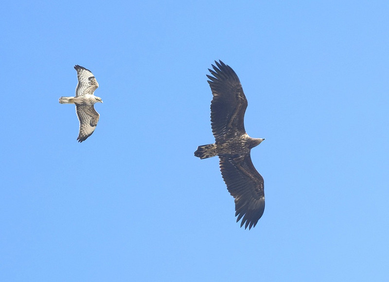 White-tailed Eagle with one of the 10 Common Buzzards which accompanied it south - Thomas Willoughby.