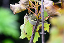 Yellow-browed Warbler - Thomas Willoughby.