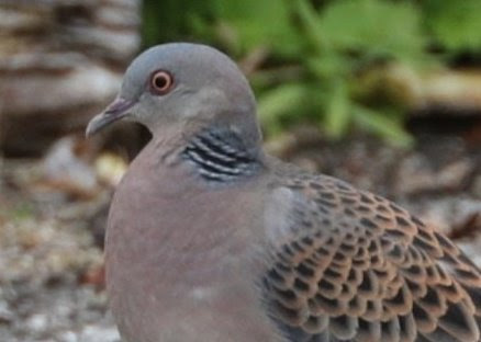 Rufous Turtle Dove in Easington raises money for it's European cousins!