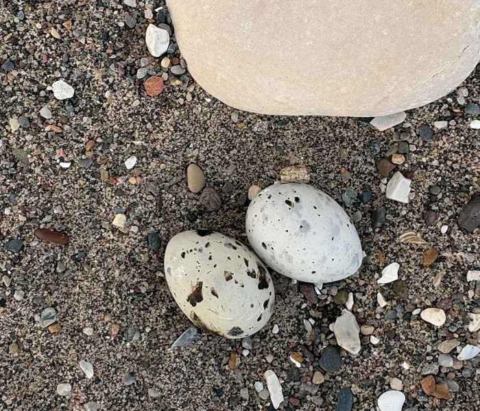 Little Tern nest - Tate Lloyd