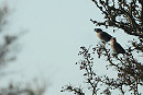 Waxwing - Charlotte Foote