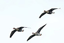 Russian White-fronted Geese - Dave Constantine.