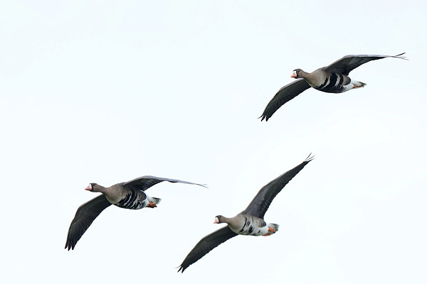 Russian White-fronted Geese - Dave Constantine.