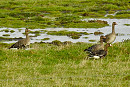 White-fronted Geese - Colin Bushell.