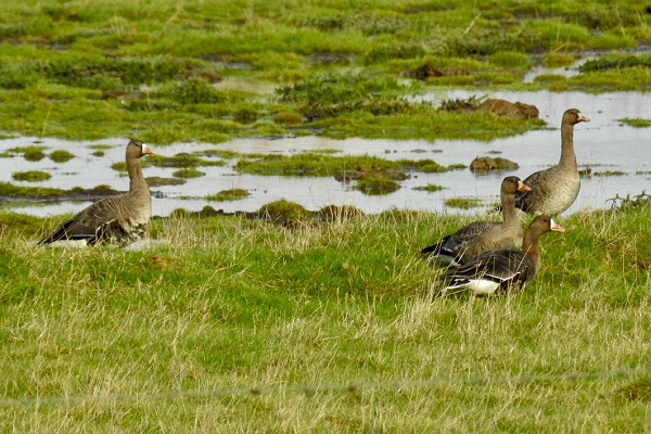 Bird sightings Sunday, 07 December 2025