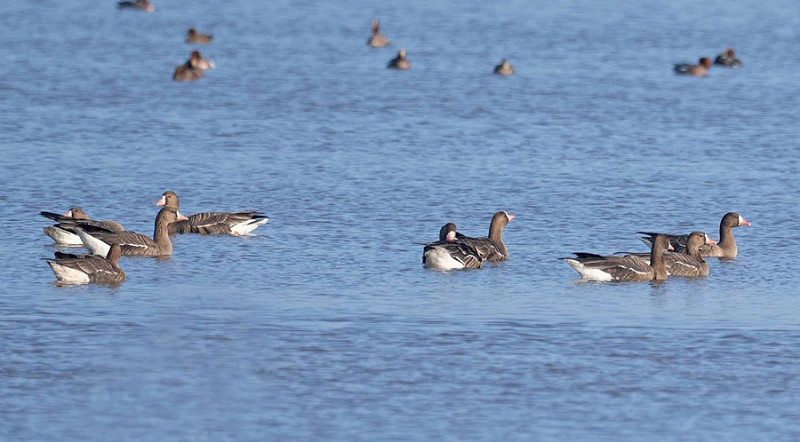 White-fronted Geese - John Hewitt.