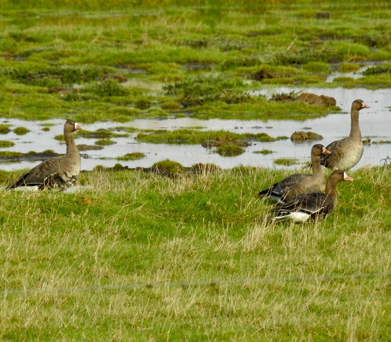 White-fronted Geese - Colin Bushell.