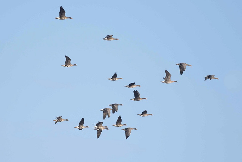 White-fronted Geese with a Pink-footed Goose - John Hewitt.